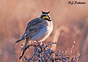 Eremophila alpestris